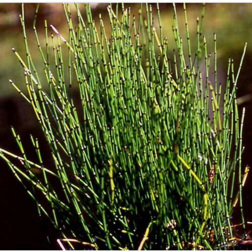EQUISETUM scirpoides/Přeslička skřípinovitá