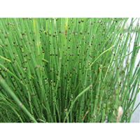 EQUISETUM variegatum/Přeslička různobarvá