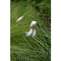 ERIOPHORUM angustifolium/Suchopýr úzkolistý