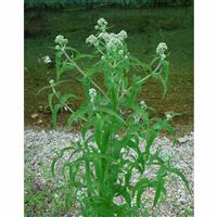 EUPATORIUM perfoliatum/Sadec