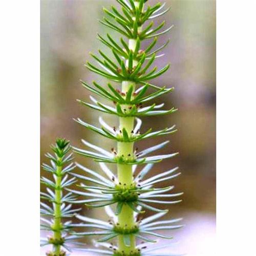 HIPPURIS vulgaris/Prustka obecná