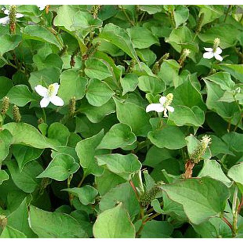 HOUTTUYNIA cordata/Touleň srdčitá