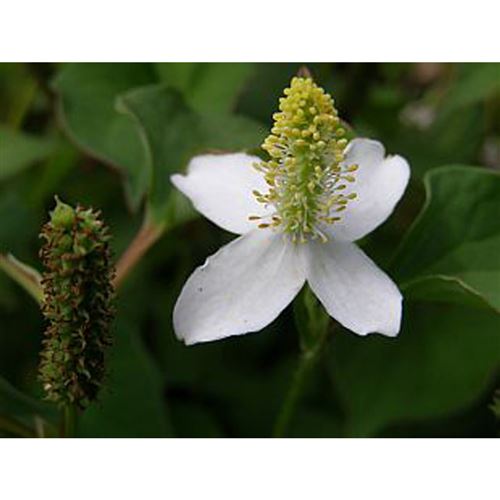 HOUTTUYNIA cordata/Touleň srdčitá