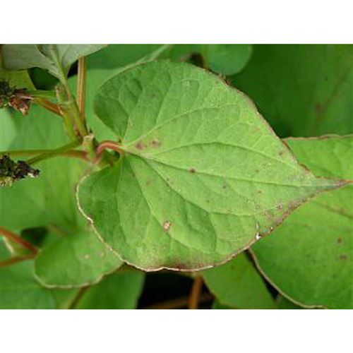 HOUTTUYNIA cordata/Touleň srdčitá