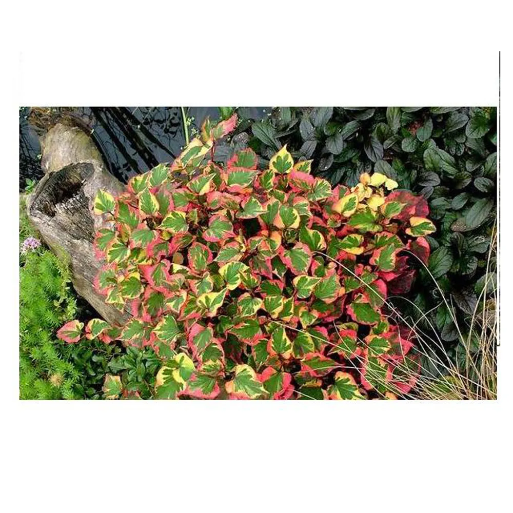 HOUTTUYNIA cordata "Chameleon"/Touleň srdčitá