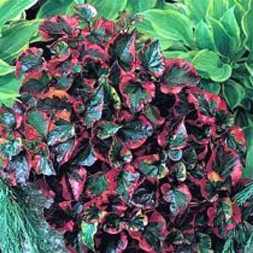 HOUTTUYNIA cordata "Chameleon"/Touleň srdčitá