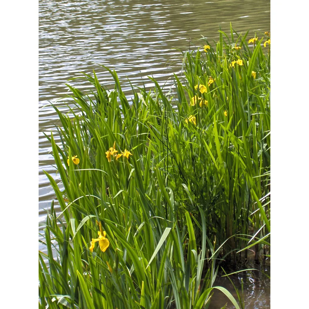 IRIS pseudacorus/Kosatec velký