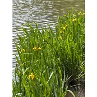 IRIS pseudacorus/Kosatec velký