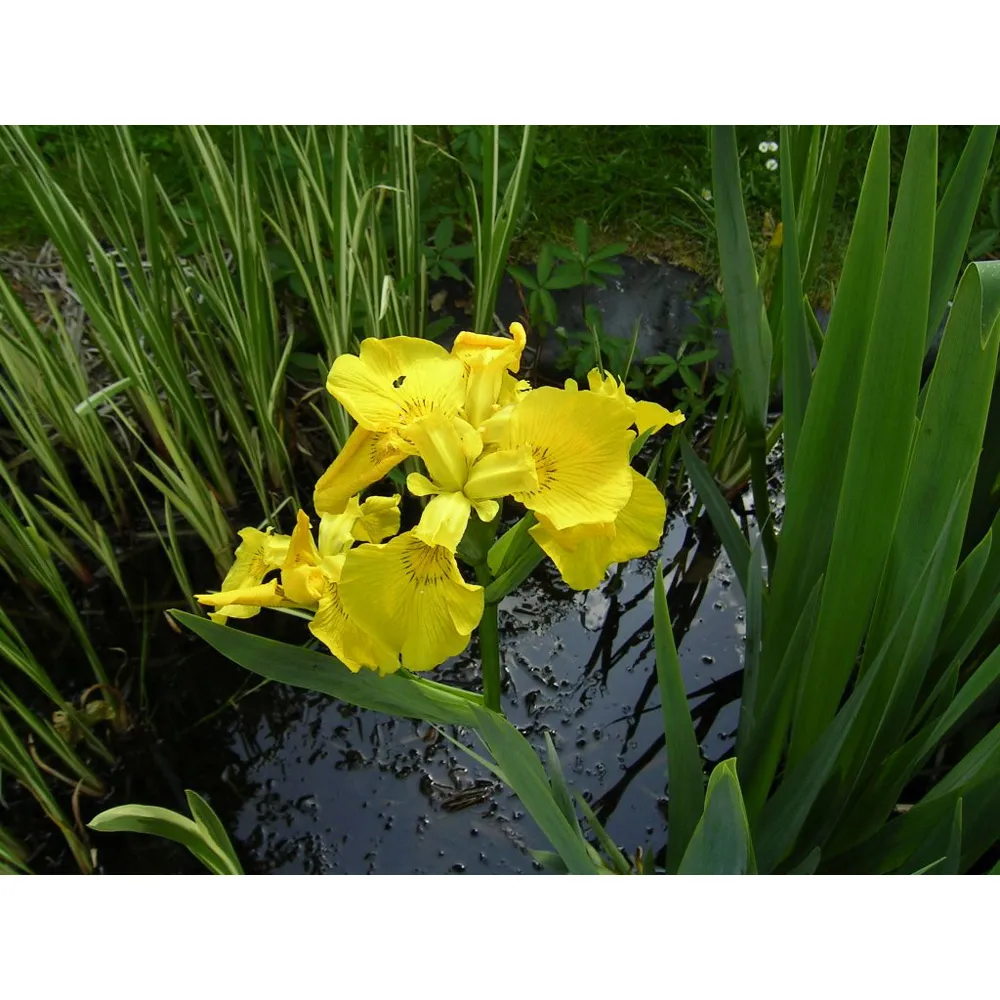 IRIS pseudacorus "Variegatus"/Kosatec žlutý
