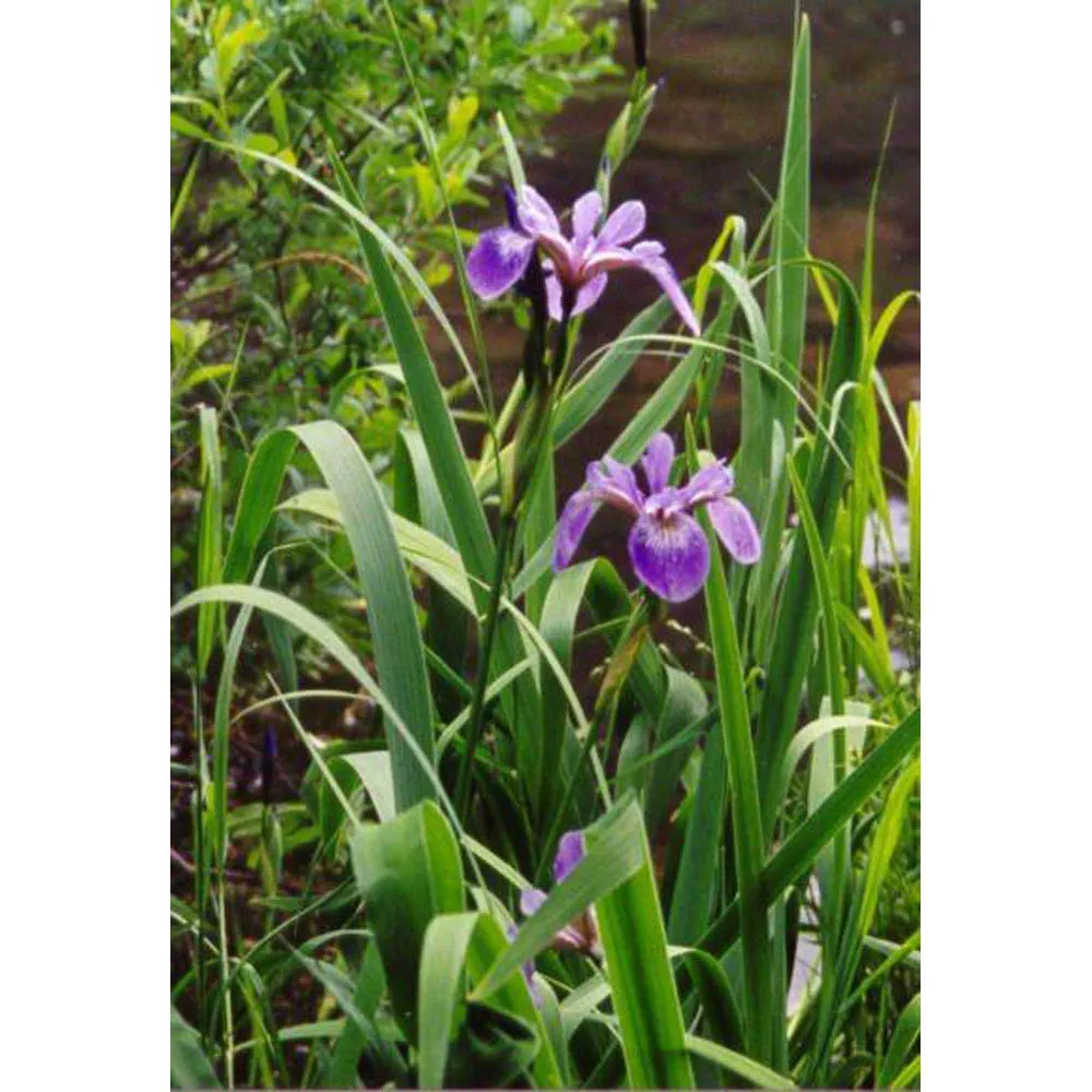 IRIS versicolor/Kosatec různobarevný