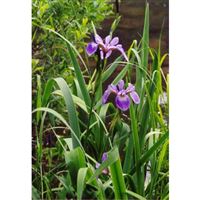 IRIS versicolor/Kosatec různobarevný