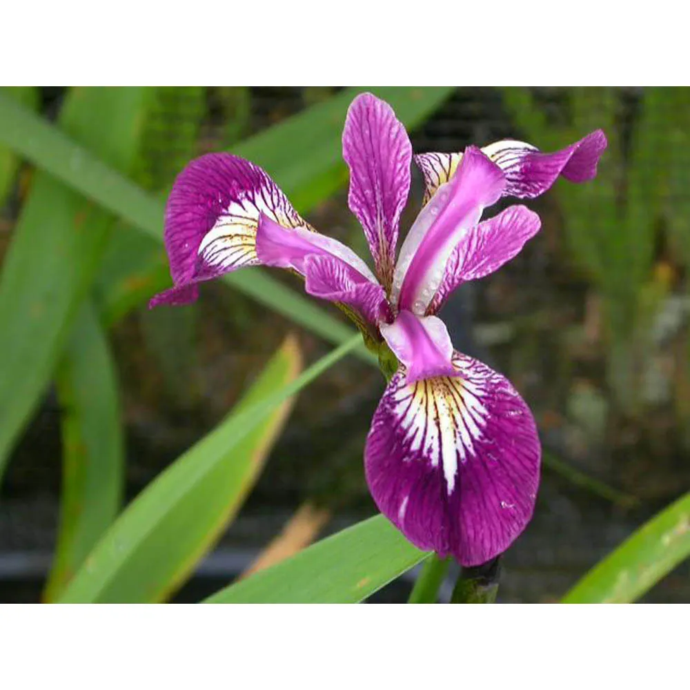 IRIS versicolor Kermesina/Kosatec různobarevný