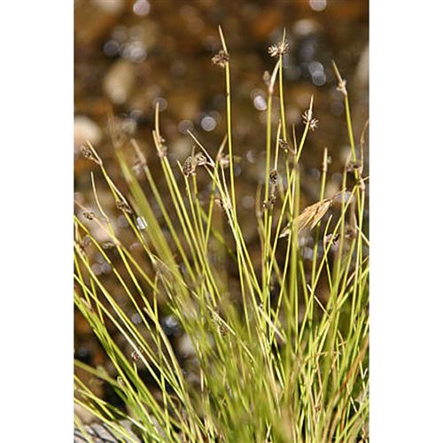 ISOLEPIS setacea/Bazosetka štětinovitá