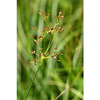 JUNCUS acutiflorus/Sitina ostrokvětá