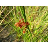 JUNCUS canadensis/Sitina