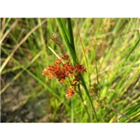 JUNCUS canadensis/Sitina