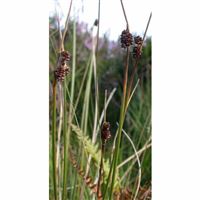 Juncus conglomeratus/Sitina klubkatá