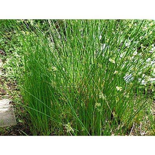 JUNCUS effusus/Sitina rozkladitá