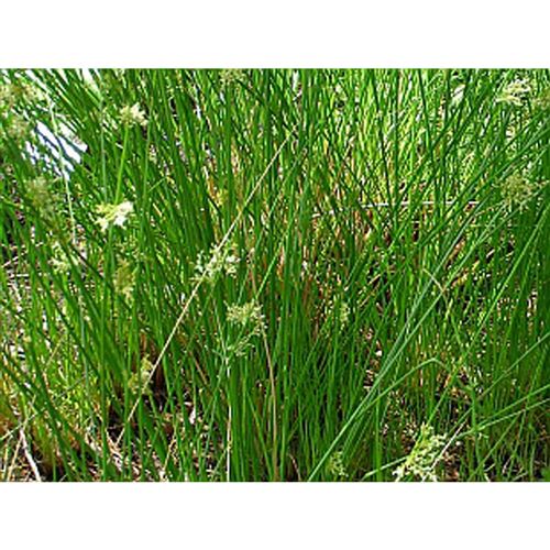 JUNCUS effusus/Sitina rozkladitá