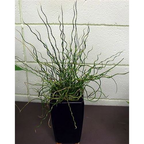 JUNCUS effusus "Spiralis"/Sitina rozkladitá