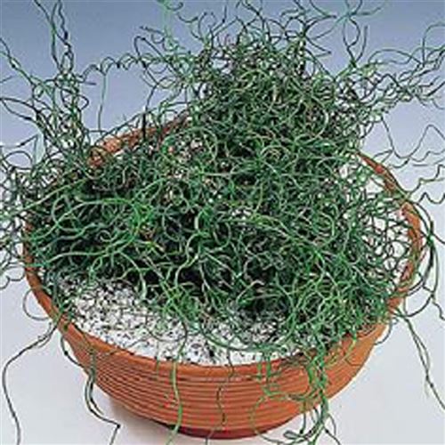 JUNCUS effusus "Spiralis"/Sitina rozkladitá