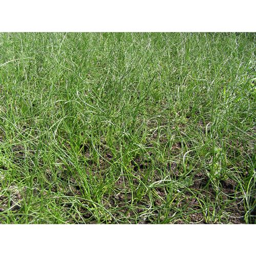 JUNCUS effusus "Spiralis"/Sitina rozkladitá