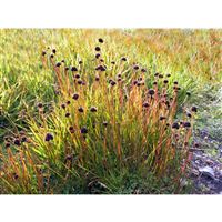 JUNCUS ensifolius/Sitina mečolistá