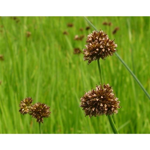 JUNCUS ensifolius/Sitina mečolistá
