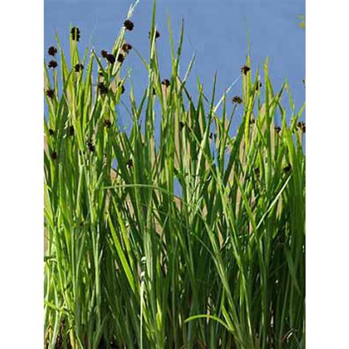 JUNCUS ensifolius/Sitina mečolistá