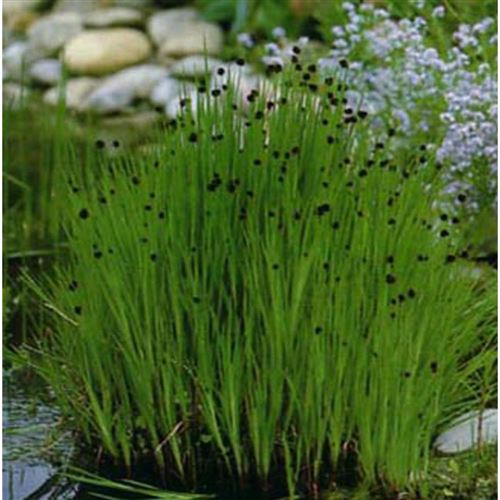 JUNCUS ensifolius/Sitina mečolistá