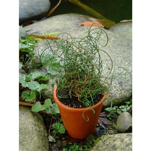 JUNCUS filiformis "Spiralis"/Sitina niťovitá