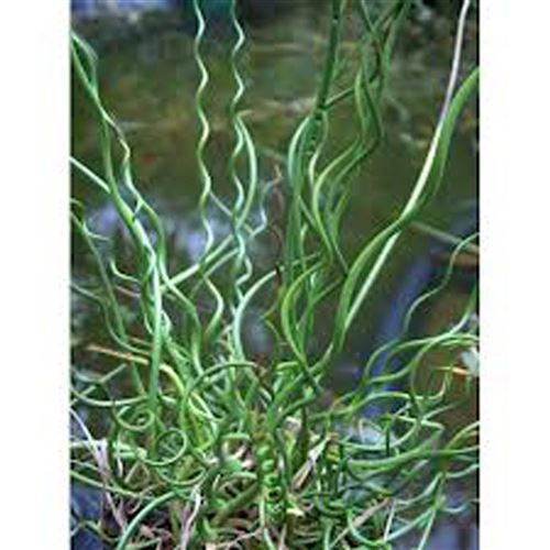 JUNCUS filiformis "Spiralis"/Sitina niťovitá