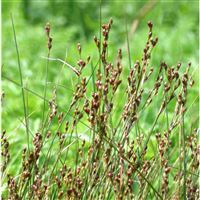 JUNCUS gerardii/Sitina gerardova