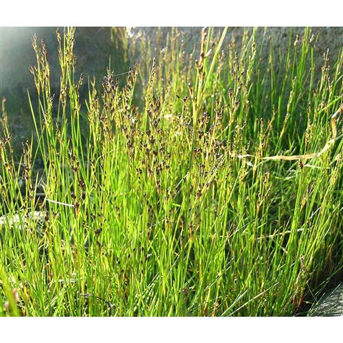 JUNCUS gerardii/Sitina gerardova