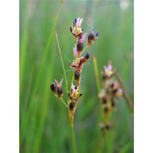 JUNCUS gerardii/Sitina gerardova