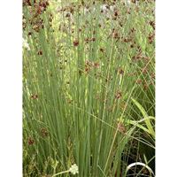 JUNCUS inflexus/Sitina sivá