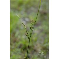 JUNCUS tenuis/Sitina tenká