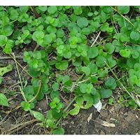 LYSIMACHIA nummularifolia/Vrbina penízková