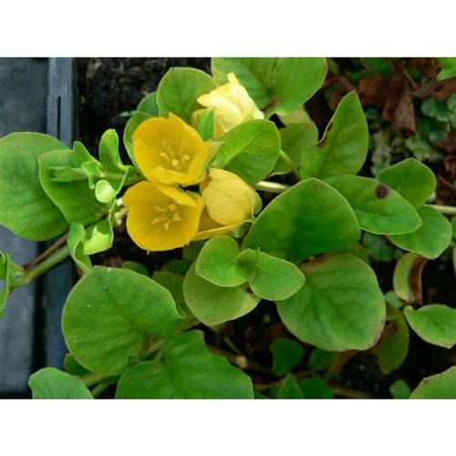 LYSIMACHIA nummularifolia/Vrbina penízková