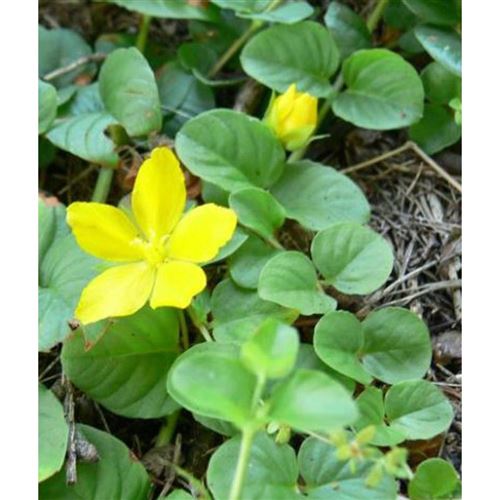 LYSIMACHIA nummularifolia/Vrbina penízková