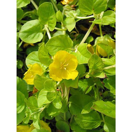 LYSIMACHIA nummularifolia/Vrbina penízková