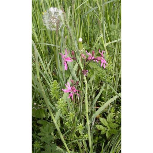 LYCHNIS flos-cuculi/Kohoutek luční
