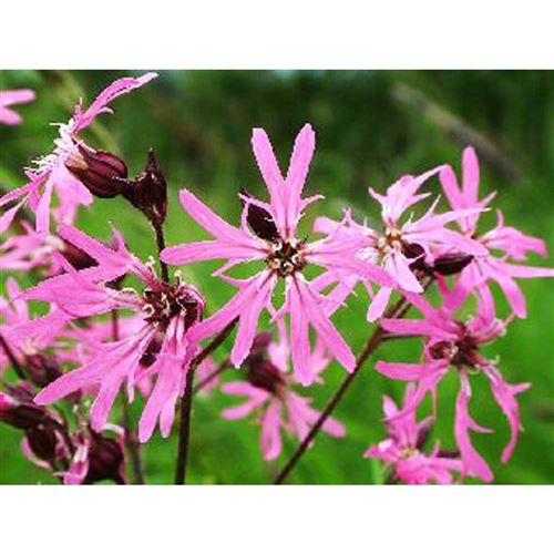 LYCHNIS flos-cuculi/Kohoutek luční