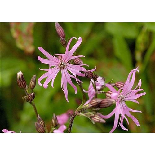 LYCHNIS flos-cuculi/Kohoutek luční