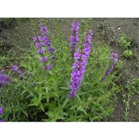 LYTHRUM salicaria/Kyprej vrbice