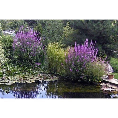 LYTHRUM salicaria/Kyprej vrbice