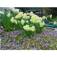 MAZUS reptans/Mazus plazivý