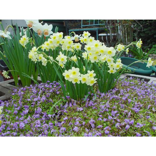 MAZUS reptans/Mazus plazivý