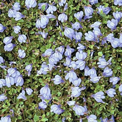 MAZUS reptans/Mazus plazivý