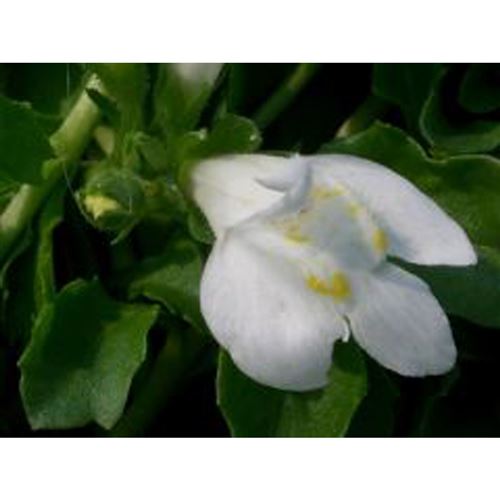MAZUS reptans ALBA/Mazus plazivý